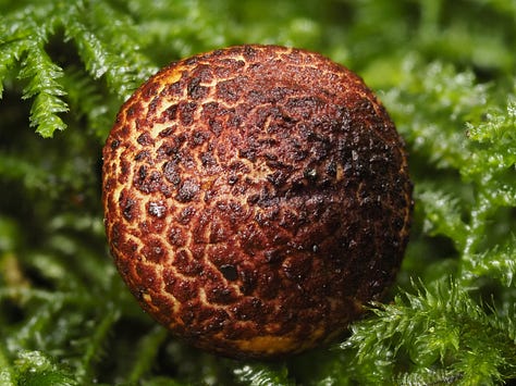 brown mushrooms