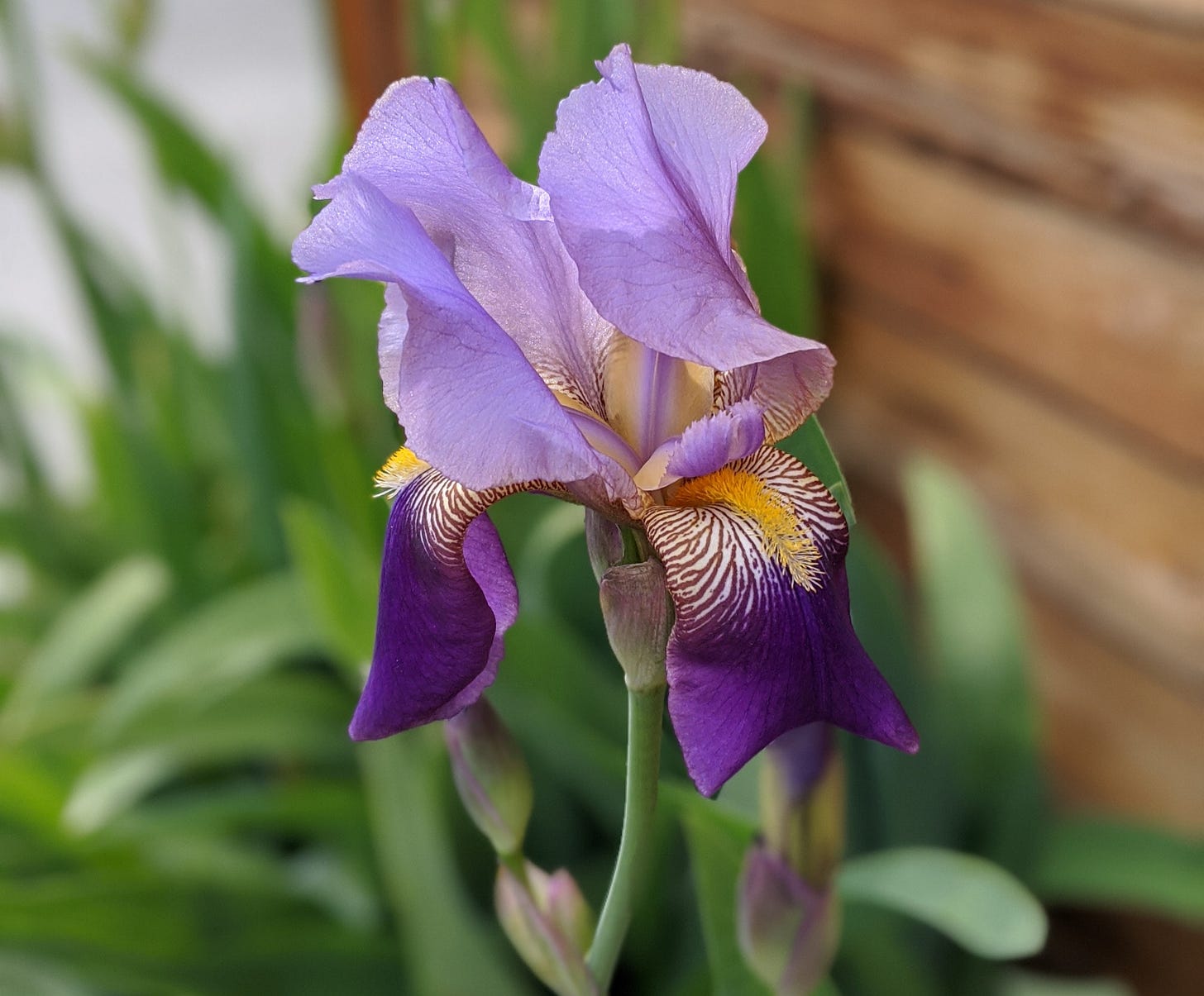 purple iris purple iris