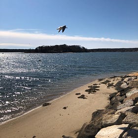 Where to See Wildlife on Martha’s Vineyard (Seals, Birds, More)