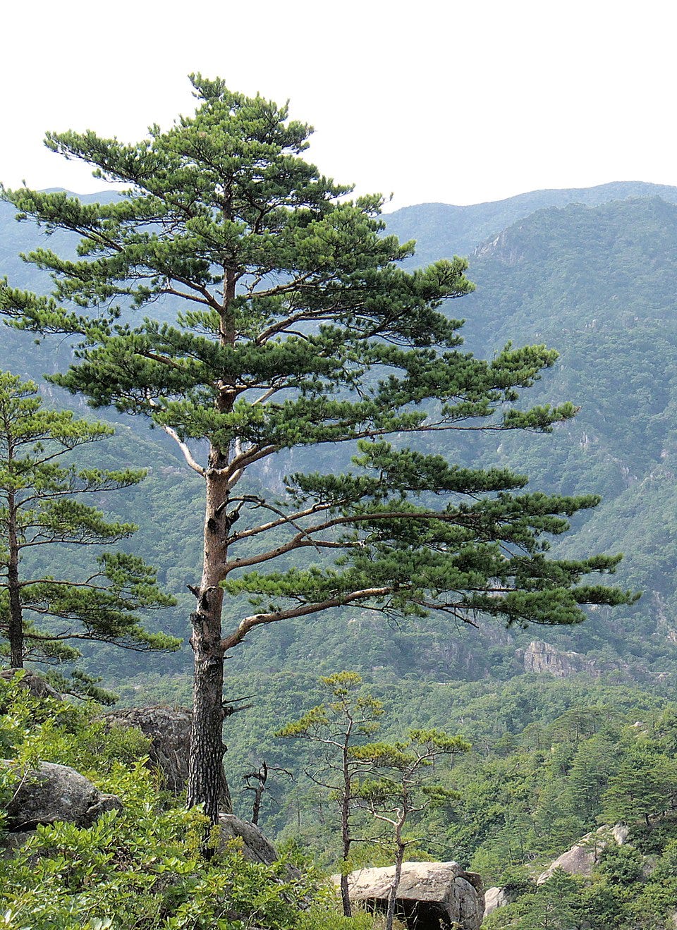 Photograph of a pine tree in the mountains