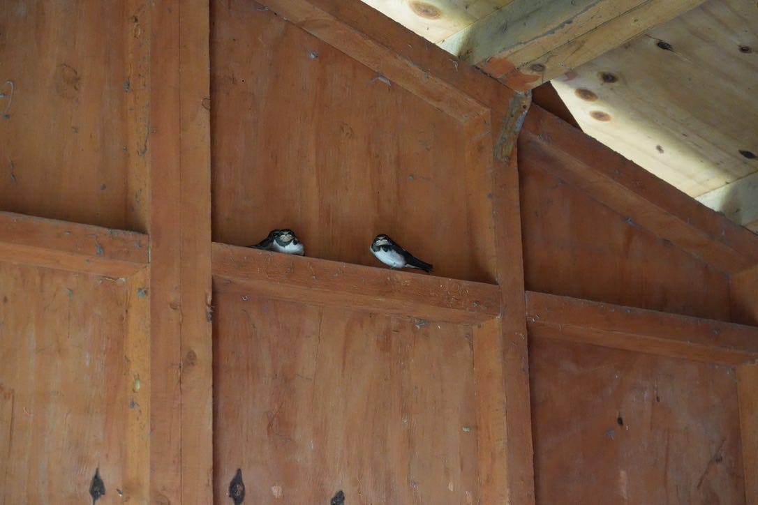 swallows (Hirundo rustica)