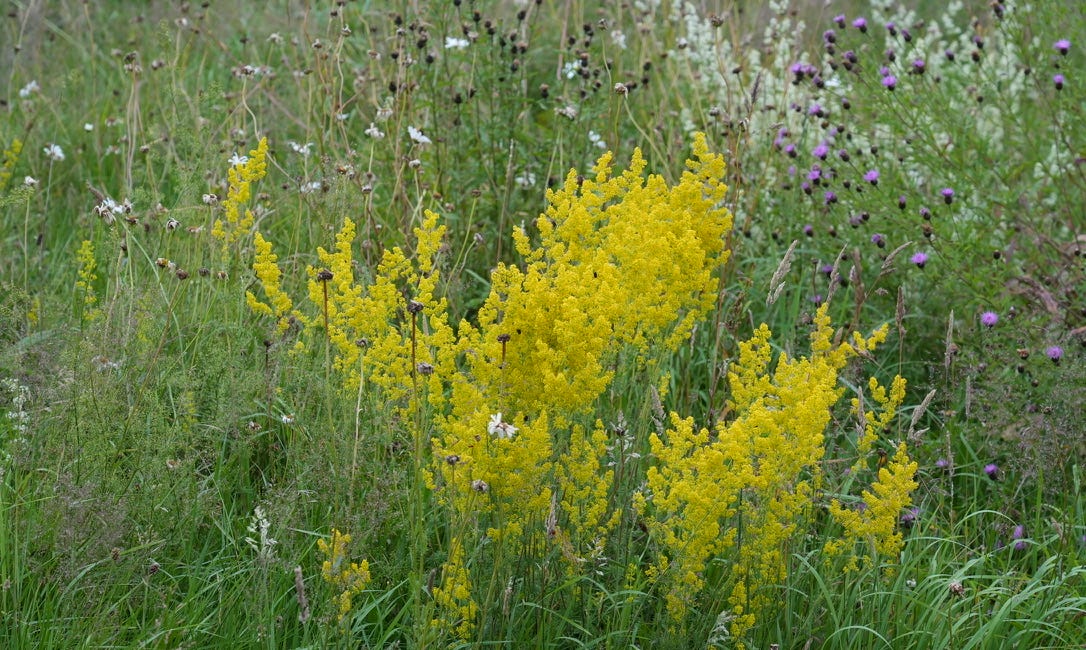 Wildflower starter mix for butterflies and moths (full sun)