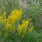 Wildflower starter mix for butterflies and moths (full sun)