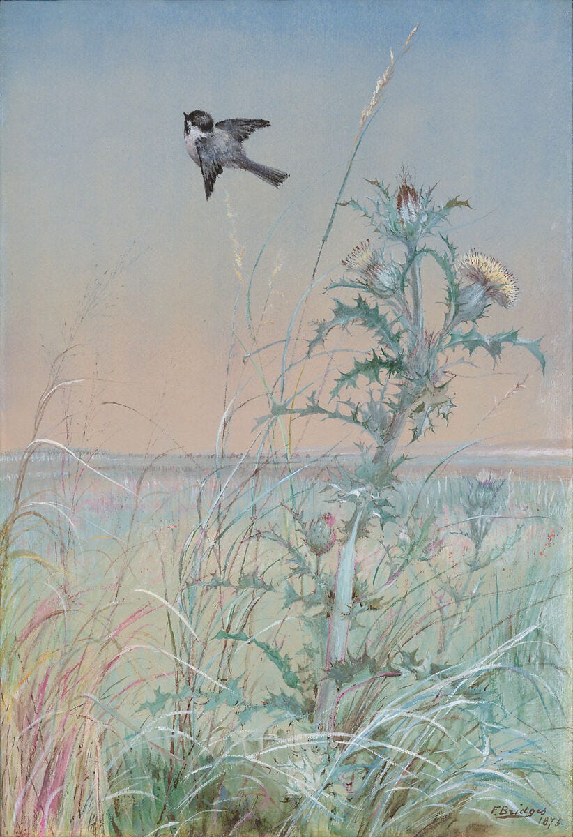 Chickadee and Thistle, Fidelia Bridges (American, Salem, Massachusetts 1834-1923 Canaan, Connecticut), Watercolor and gouache on paper, American 