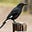 Currawong Curator's avatar