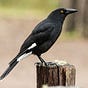 Currawong Curator's avatar