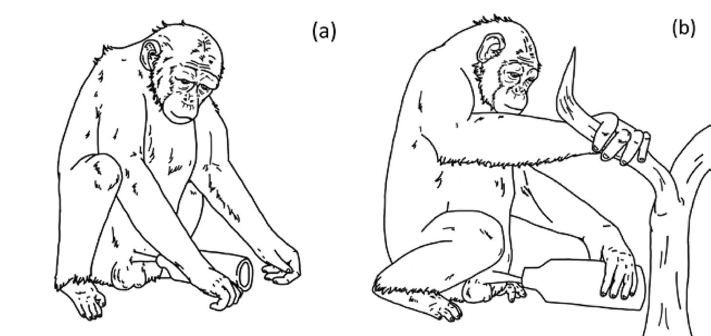 Horny chimp masturbating with a 'sex toy' could be a first: study