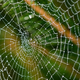 Ecology & Interweaving