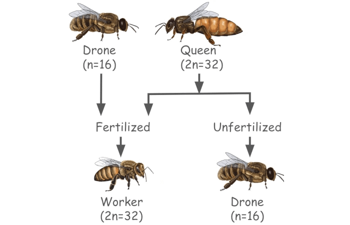 Haplodiploidy illustrated: queen and drone together produce workers with 32 chromosomes; drones come from the queen alone, and have just 16 chromosomes. Haplodiploidy illustrated: queen and drone together produce workers with 32 chromosomes; drones come from the queen alone, and have just 16 chromosomes.