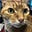TenPoundTabby's avatar