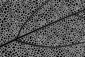 A University of Chicago study found links at the atomic level between photosynthesis and exciton condensates—a strange state of physics that allows energy to flow frictionlessly through a material. The finding is scientifically intriguing and may suggest new ways to think about designing electronics, the authors said.