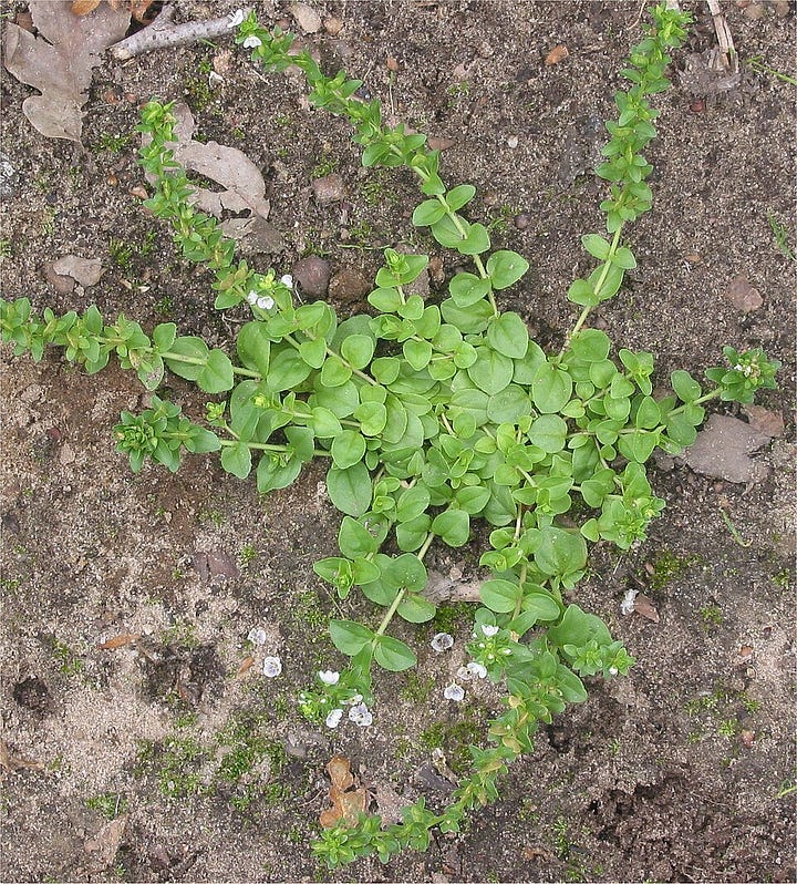 Tiny white and purple flowers, and spreading,, low greenery 
