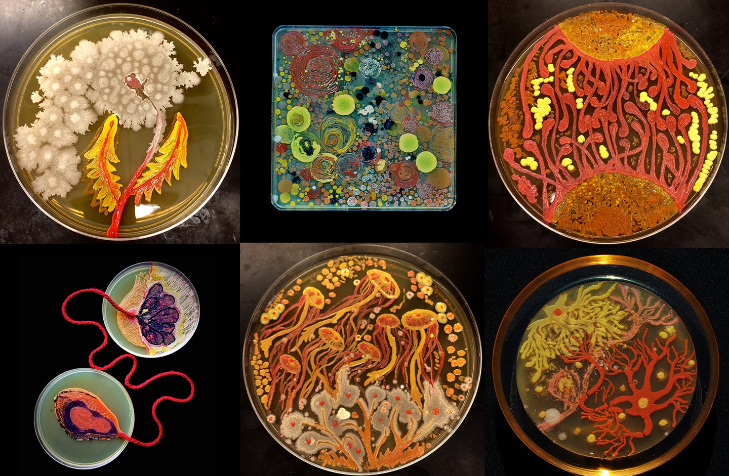 a collage of six plates of agar growing colorful bacteria that has been intentionally grown in artistic shapes. some of the plates include representations of jellyfish and neurons. there's also abstract art like two plates representing a connection between mother and child a collage of six plates of agar growing colorful bacteria that has been intentionally grown in artistic shapes. some of the plates include representations of jellyfish and neurons. there's also abstract art like two plates representing a connection between mother and child