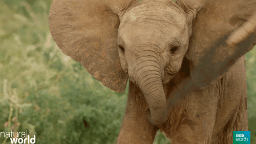 This may contain: an elephant is standing in the grass with its trunk extended and it's head turned