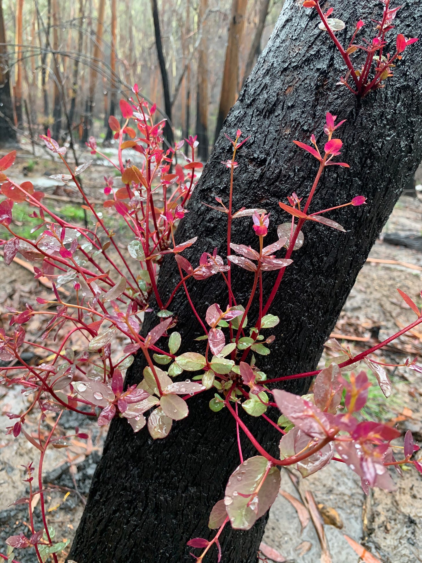 Burgundy and green fronds of leaves growing from the blackened trunk of a tree, with burned trees in the background.