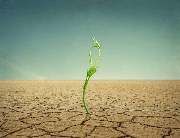 9,000+ New Growth On Dry Land Stock Photos, Pictures & Royalty-Free Images  - iStock