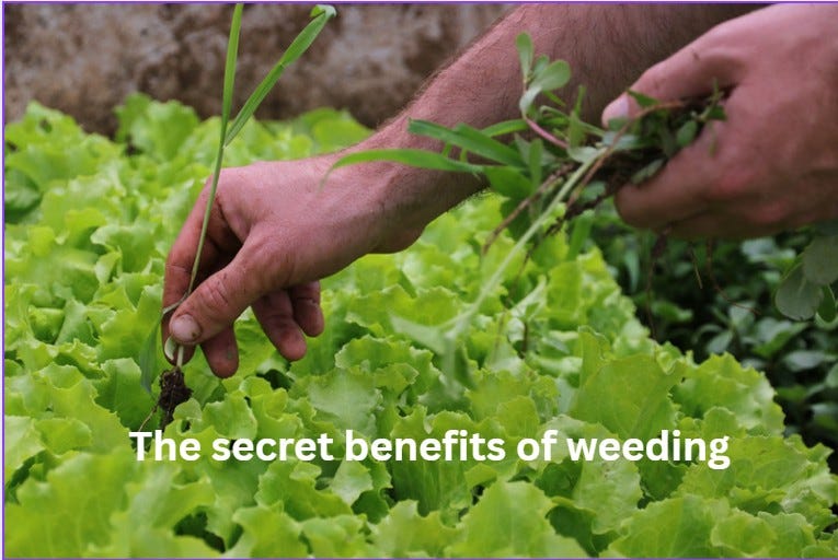 bare hands removing weeds from a patch of lettuce
