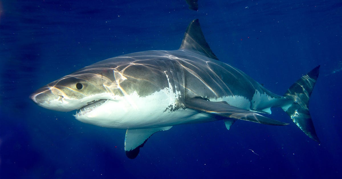 Great White Sharks: Facts, Diet, Behaviour, and Conservation│IFAW