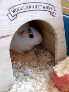caretakers of wonder gerbil