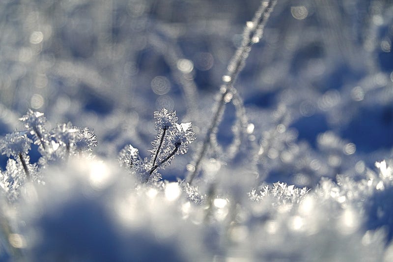Close up detail of backlit fractal ice crystals growing on short cropped grass; white light and blue shade