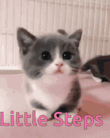 a gray and white kitten is sitting on a pink surface with the words little steps written above it a gray and white kitten is sitting on a pink surface with the words little steps written above it