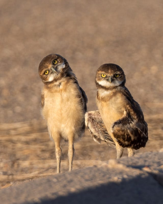 20250725-Marana-57-Edit 2 2.jpg