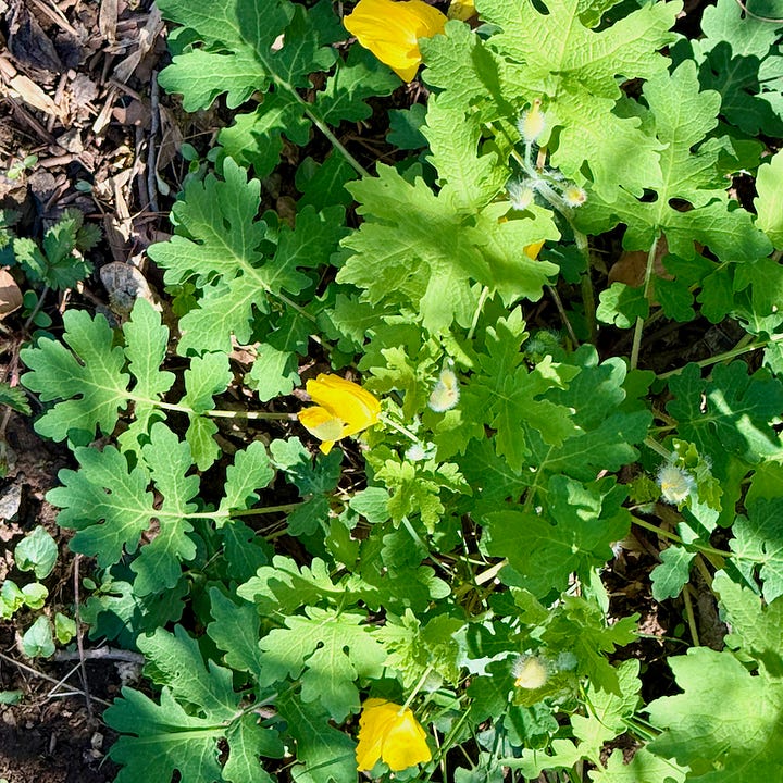 Four photos of wildflowers around home.
