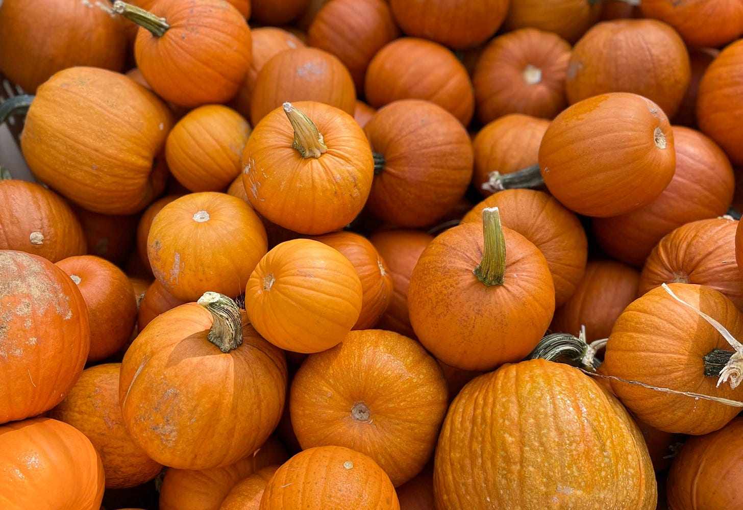 Local pumpkins, Cook the Vineyard