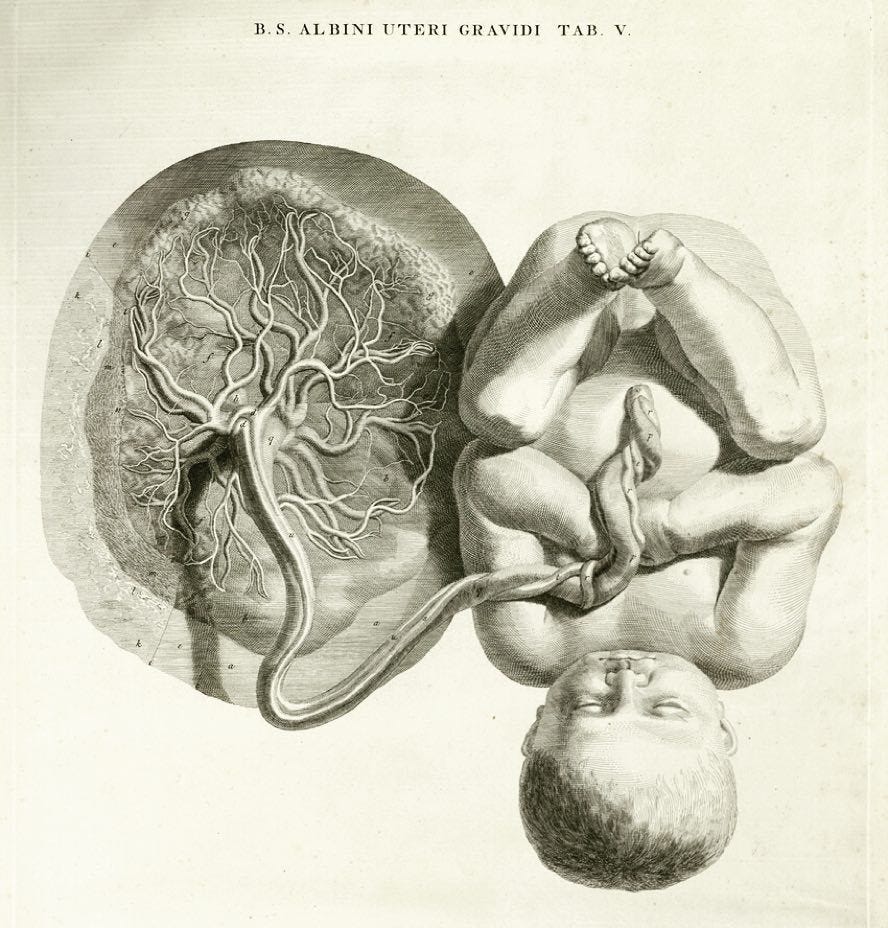 Placenta of the Forest - by Gabriela Gutierrez
