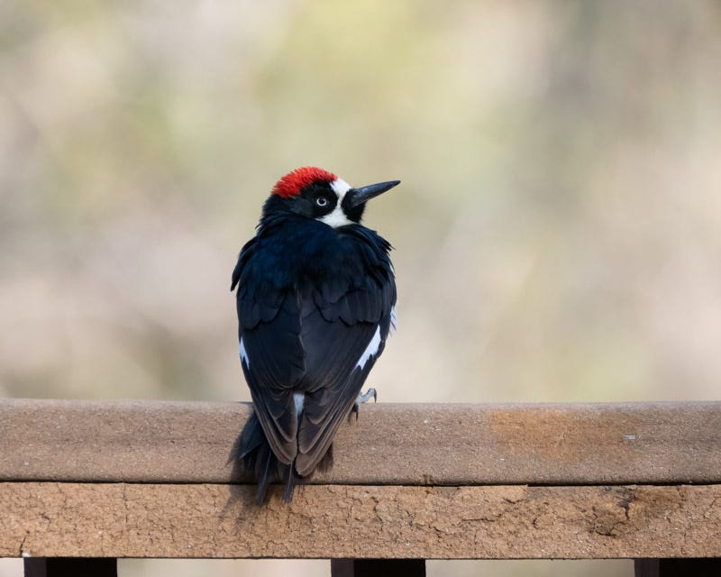 20250430-Chiricahuas-222-Edit.jpg 20250430-Chiricahuas-222-Edit.jpg