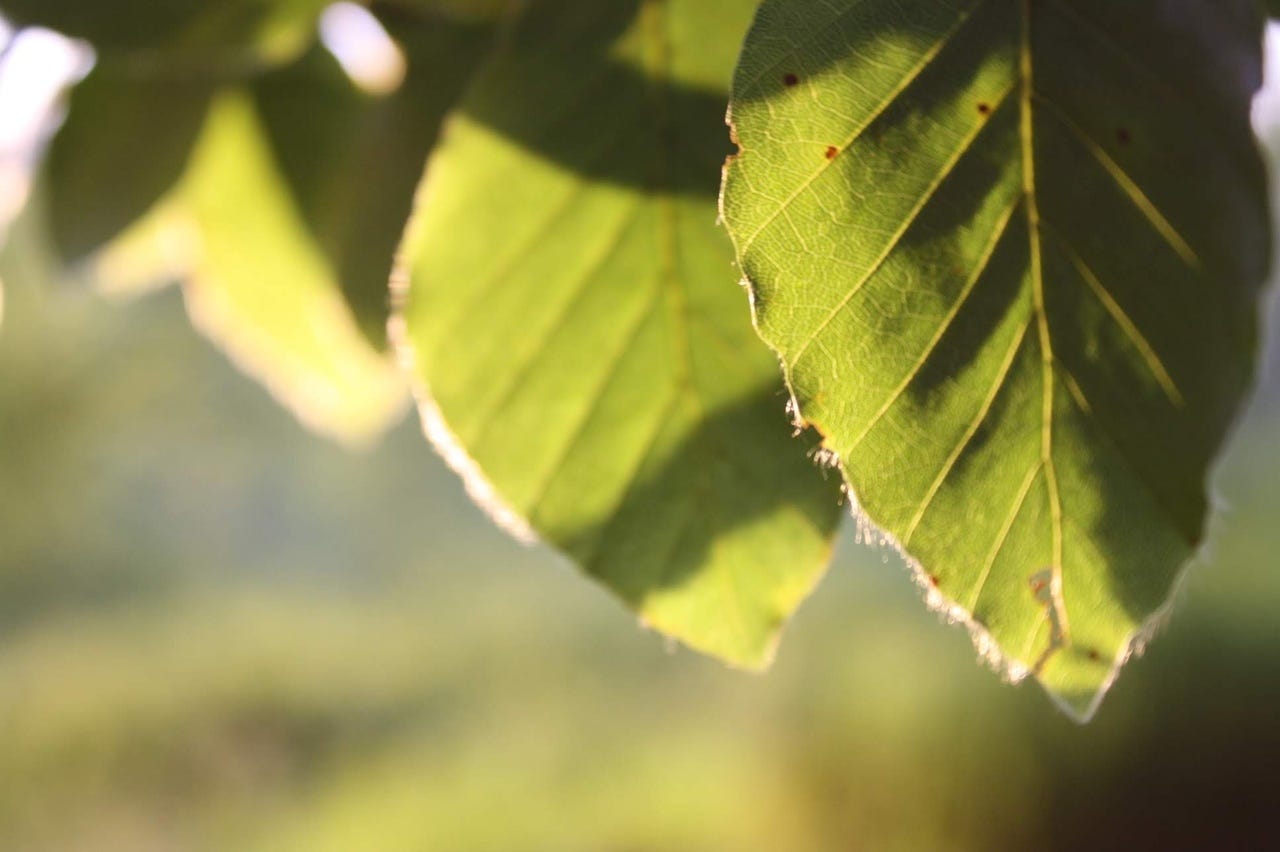 Beech leaves in the sun