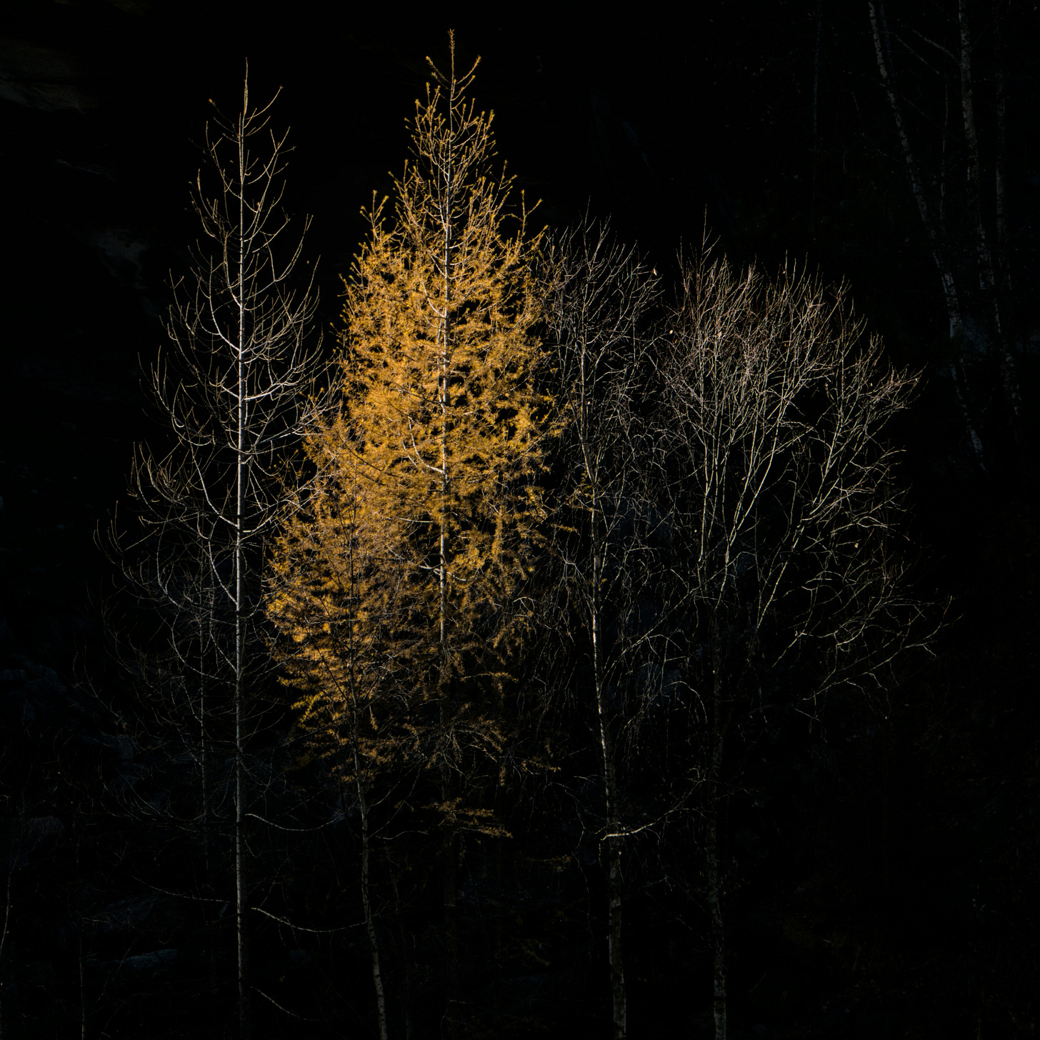 four trees, all bare of leaves save the second one, clinging to yellow foliage; black background