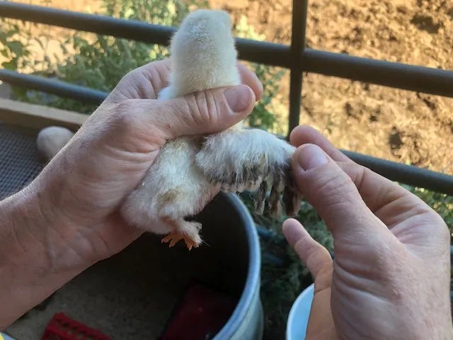 chicken feather sexing - telling chickens sex by feathers