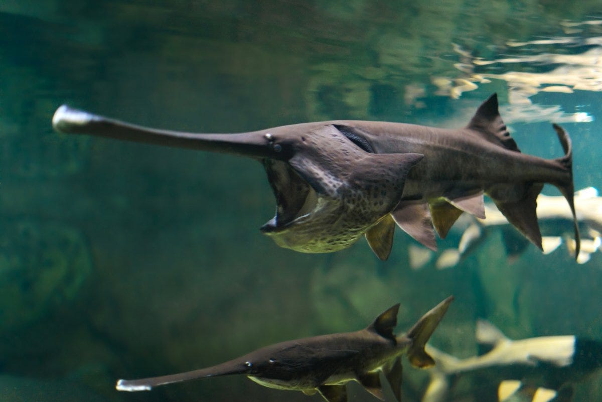 chinese paddlefish