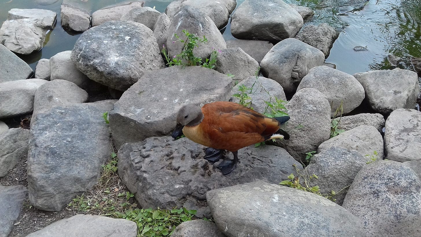 south african shelduck standing on rocks