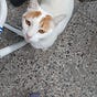 miau's avatar