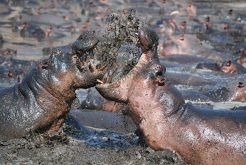 Two hippos fight. They are standing in mud and mud splatters as they move towards each other with angry open mouths