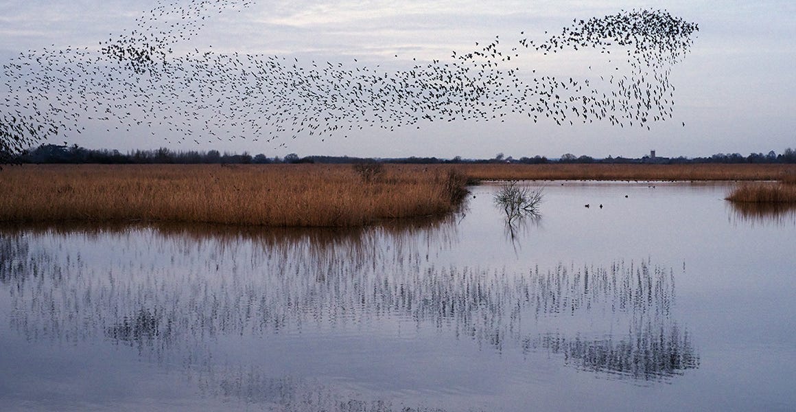 How to spot a starling murmuration | Natural History Museum