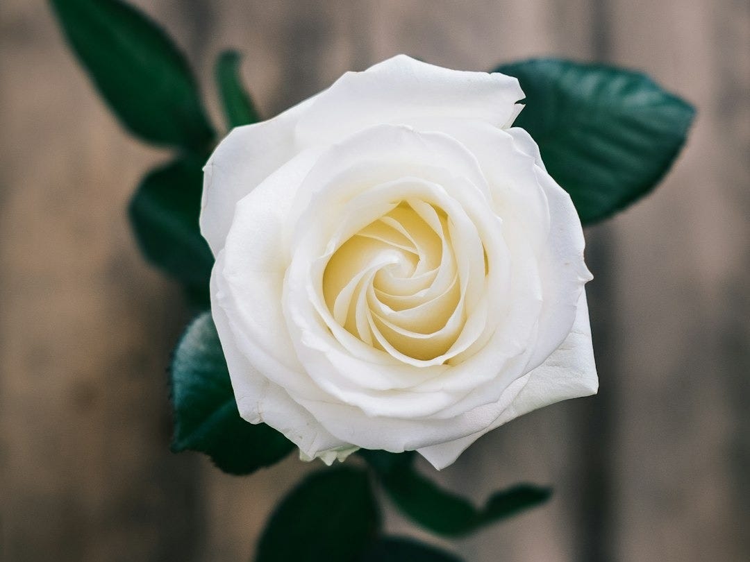 white rose enclosed photograph white rose enclosed photograph
