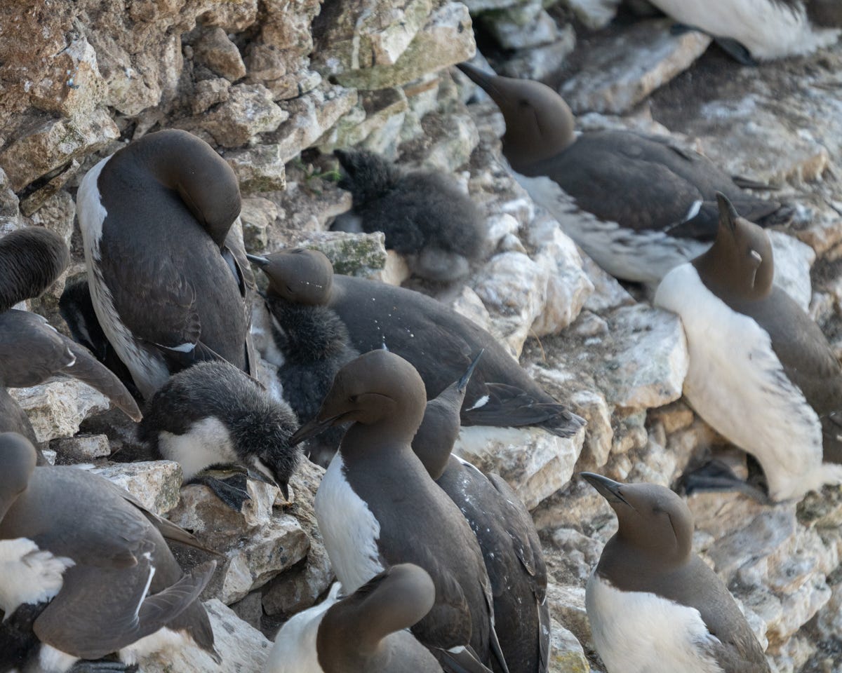 A tightly packed group of brown and white seabirds with slender bills and lots of fluffy chicks on a cliffside