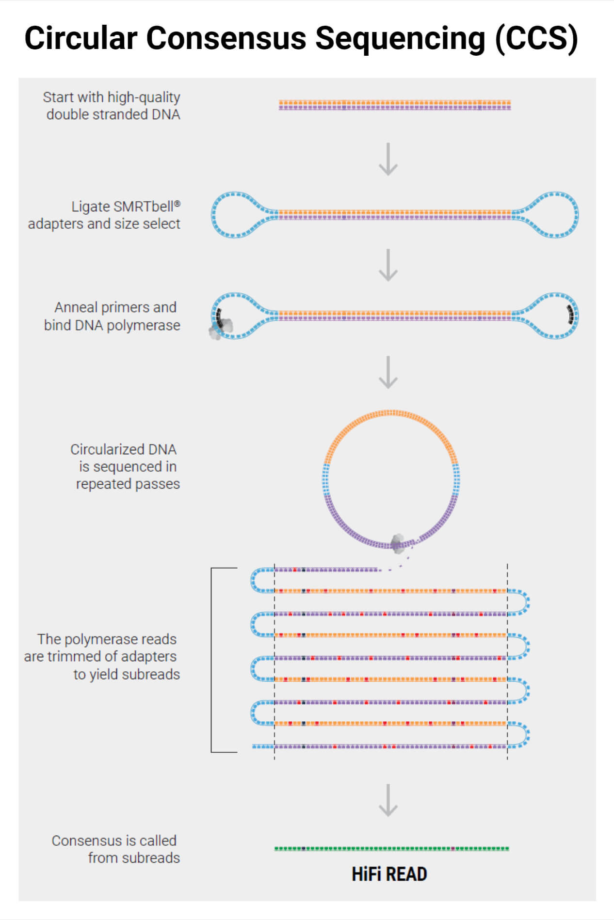 PacBio Sequencing: Principle, Steps, Types, Uses, Diagram