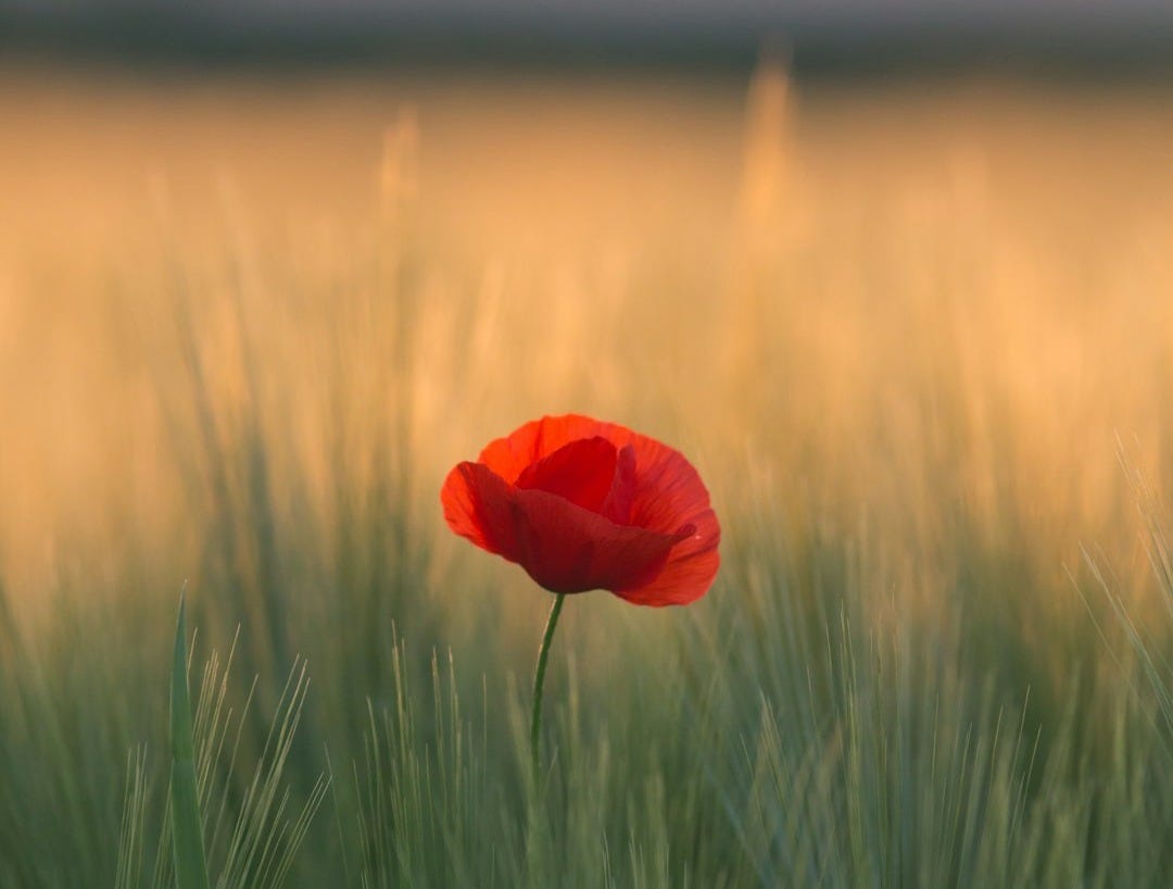 shallow focus photo of red flower
