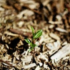 Sheet Mulching