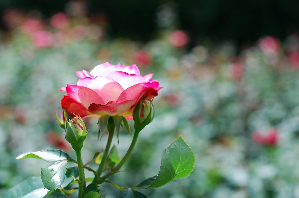 Pink and white rose with blurry rose field in backrground. Image Source: Flickr Pink and white rose with blurry rose field in backrground. Image Source: Flickr