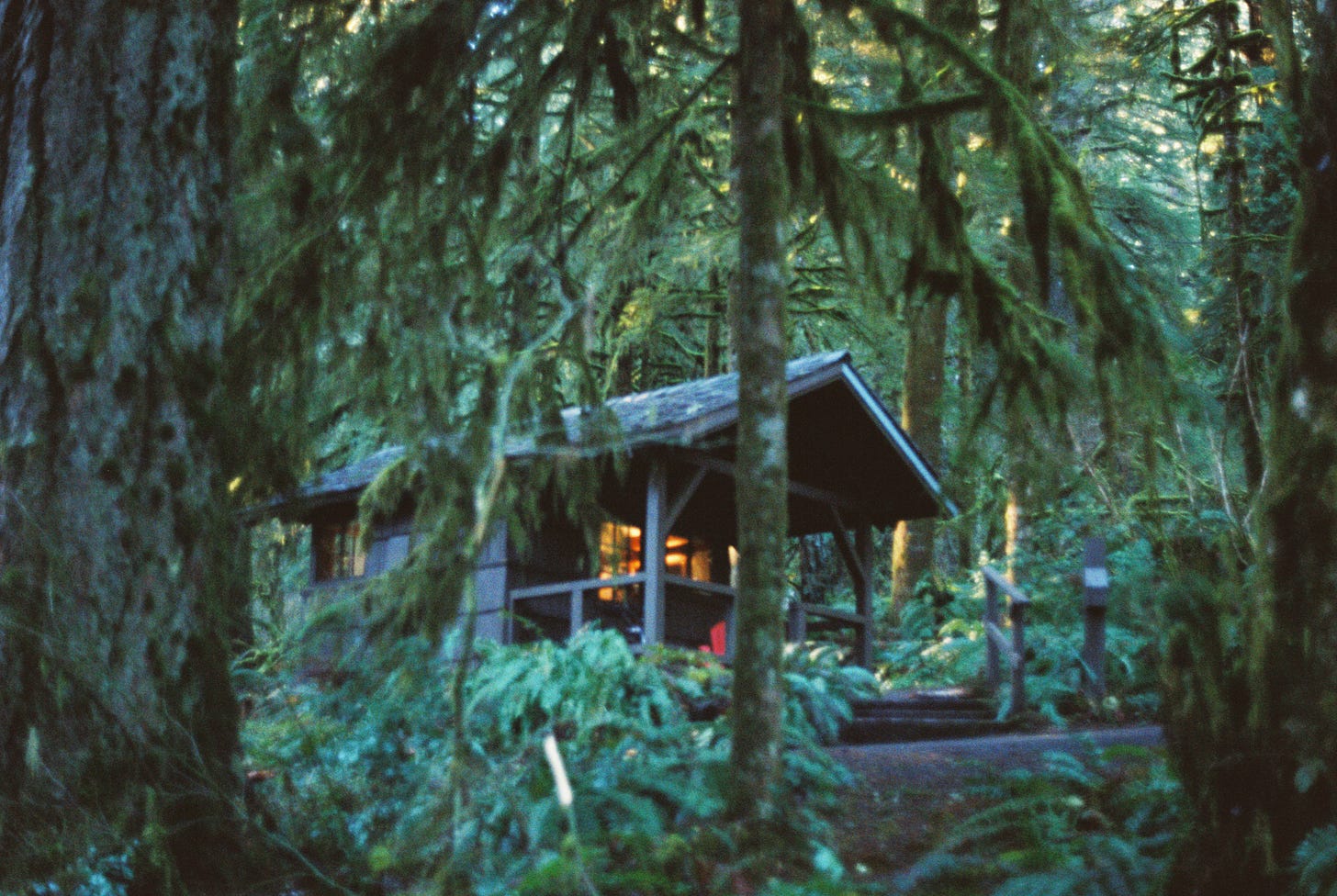 Light shines from a tiny cabin in the woods, partially obscured by trees