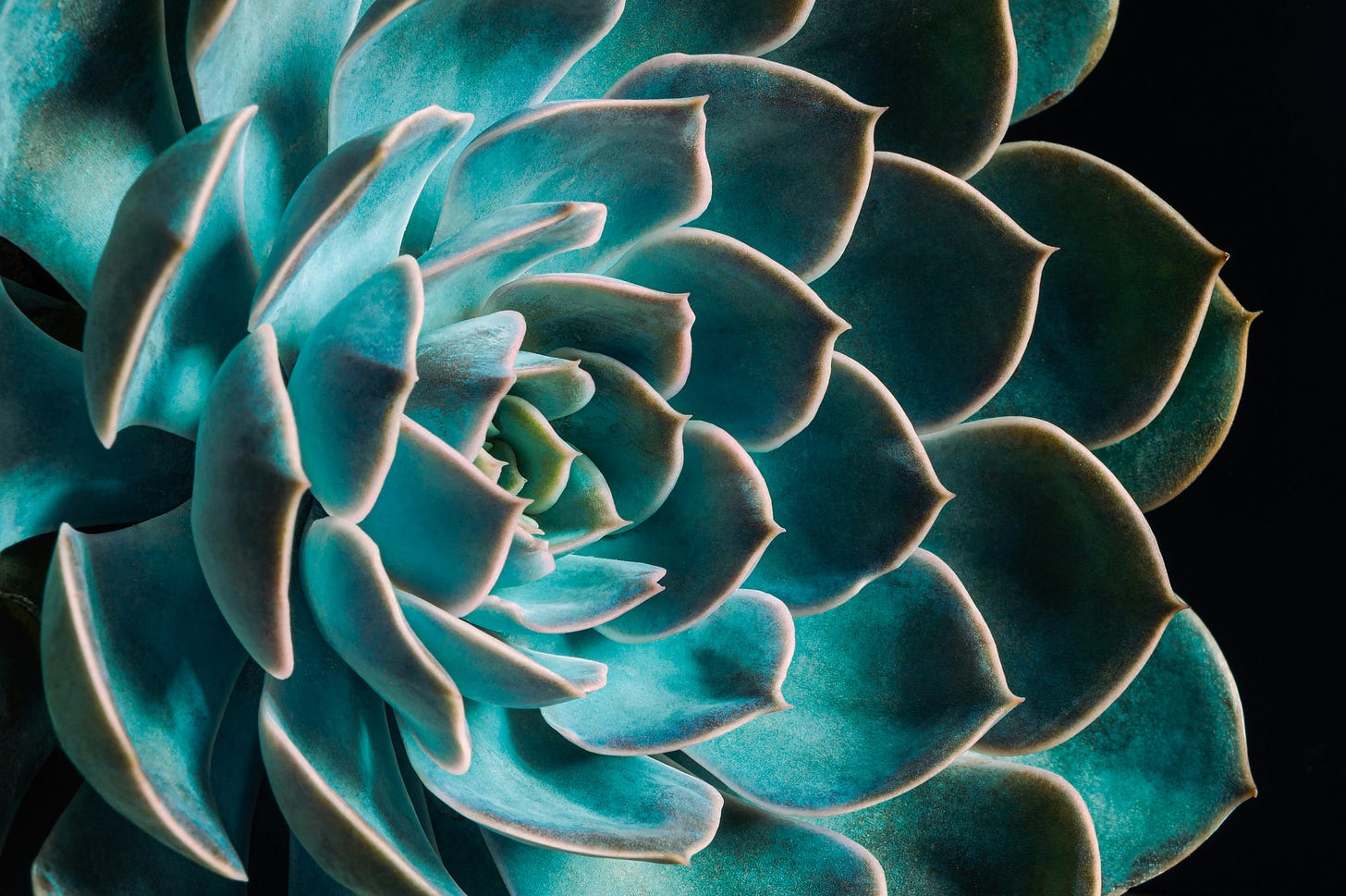 foto di una pianta succulenta in primo piano