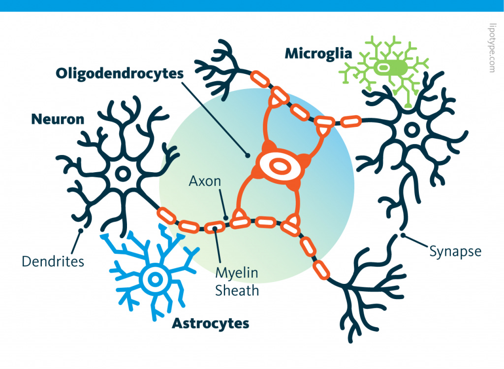 Lipid profiles of neurons & glia cells - Lipidomic Profiles of Neural Cells  - Lipotype GmbH