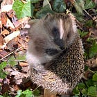 Lisa, la riccia esploratrice dal cuore impavido 🦔♥️