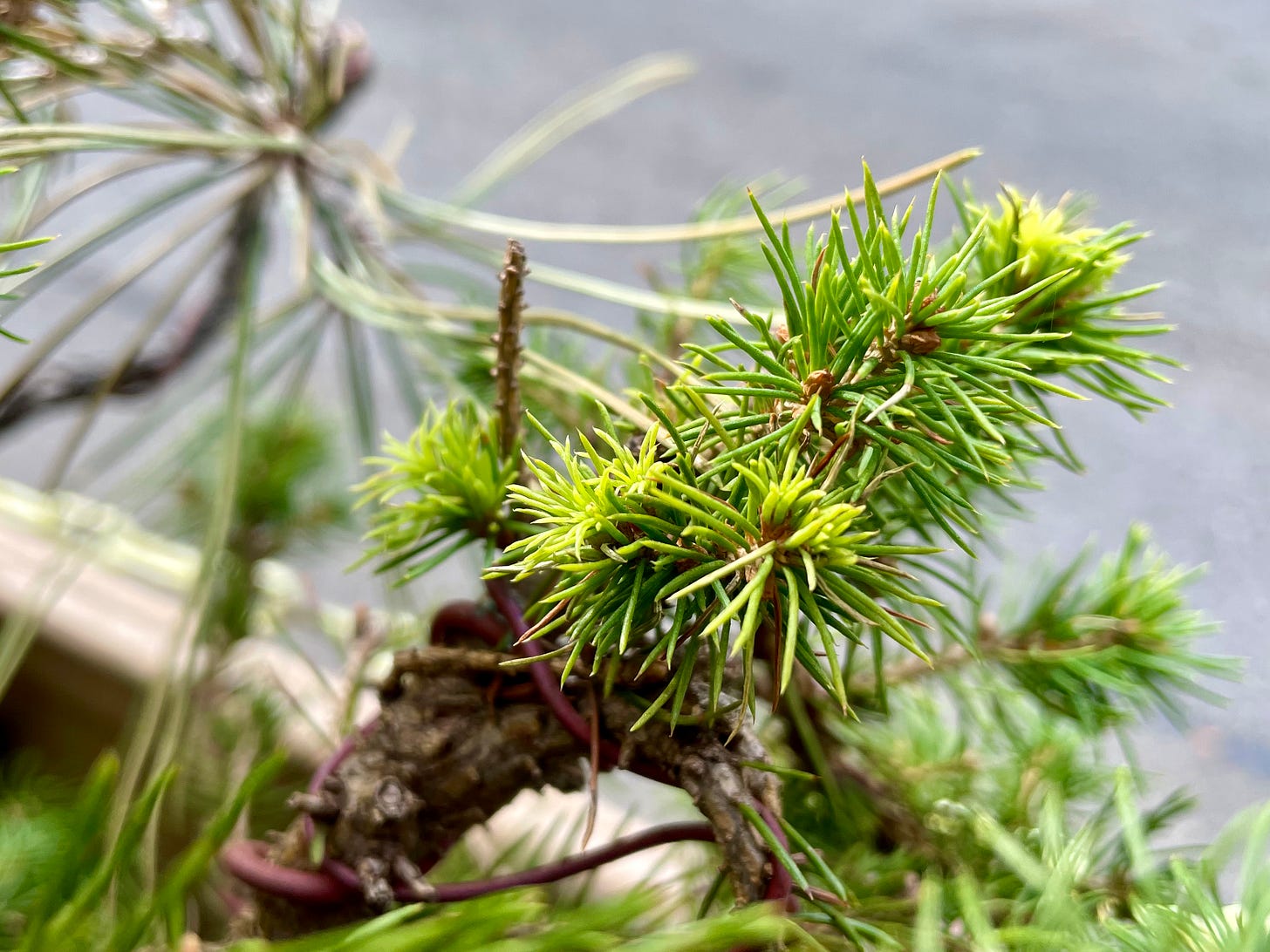 Image description: Close up of white spruce shooting fresh tips. End image description. Image description: Close up of white spruce shooting fresh tips. End image description.