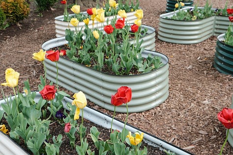 Pictures of blossming flowers